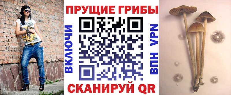Галлюциногенные грибы Psilocybine cubensis Александровск-Сахалинский